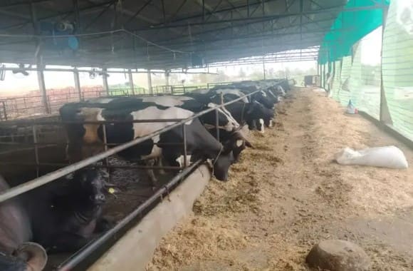 ਮੇਅਰ ਅਤੇ ਕਮਿਸ਼ਨਰ ਨੇ ਕਿਹਾ ਕਿ ਜੇਕਰ ਕੋਈ ਡੇਅਰੀ ਮਾਲਕ 30 ਦਸੰਬਰ ਤੱਕ ਆਪਣੀਆਂ ਡੇਅਰੀਆਂ ਨੂੰ ਤਬਦੀਲ ਕਰਨ ਵਿੱਚ ਅਸਫਲ ਰਹਿੰਦਾ ਹੈ, ਤਾਂ ਨਗਰ ਨਿਗਮ ਕਾਨੂੰਨੀ ਕਾਰਵਾਈ ਕਰੇਗਾ, ਜਿਸ ਵਿੱਚ ਉਨ੍ਹਾਂ ਦੇ ਪਾਣੀ ਅਤੇ ਸੀਵਰੇਜ ਦੇ ਕੁਨੈਕਸ਼ਨ ਤੁਰੰਤ ਕੱਟਣੇ ਸ਼ਾਮਲ ਹਨ। ਵਿਧਾਇਕ ਸ਼ਹਿਰੀ ਅਜੀਤਪਾਲ ਸਿੰਘ ਕੋਹਲੀ, ਮੇਅਰ ਕੁੰਦਨ ਗੋਗੀਆ ਅਤੇ ਨਗਰ ਨਿਗਮ ਕਮਿਸ਼ਨਰ ਪਰਮਜੀਤ ਸਿੰਘ ਮੀਟਿੰਗ ਵਿੱਚ ਮੌਜੂਦ ਸਨ।