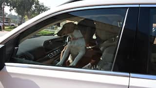 Video महिला खासदारानं पाळीव कुत्र्याला कारमधून आणलं थेट संसद परिसरात; चावतंय का विचारताच दिलेल्या उत्तरानं भाजपचा संताप