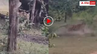 Video: पर्यटकों के सामने बाघ ने किया कुत्ते का शिकार, मौत की चीखों से दहल उठा जंगल- डरा देगा वीडियो