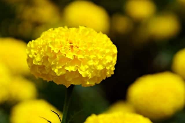 गेंदा को रोज-रोज पानी देने की जरूरत नहीं होती है जब मिट्टी ऊपर से सूखी लगे तभी हल्का पानी दें बहुत ज्यादा पानी से पौधे पीले पड़ने लगते हैं.