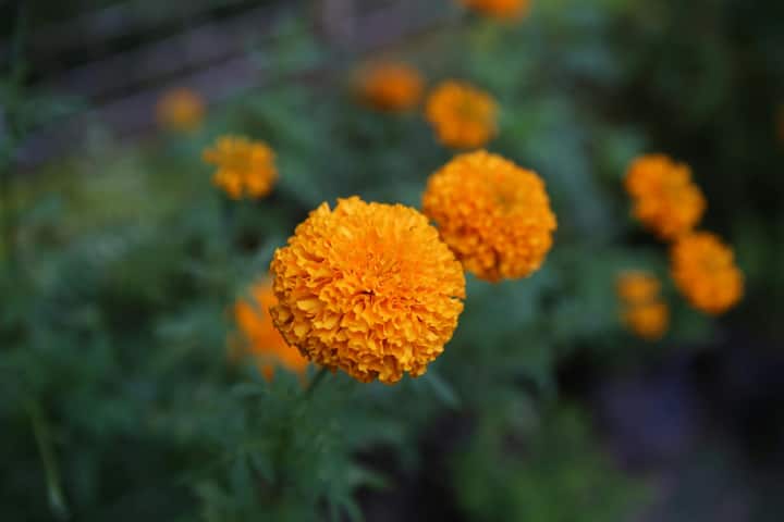 गेंदा बहुत भारी मिट्टी में अच्छा नहीं बढ़ता हल्की, भुरभुरी और अच्छे ड्रेनेज वाली मिट्टी होनी चाहिए आप मिट्टीआसानी से घर पर ही 50% गार्डन मिट्टी, 25% रेत और 25% गोबर खाद मिलाकर तैयार कर सकते है.