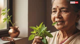 Tulsi: तुलसी पत्ते को चबाने से क्यों रोकते हैं धर्म और विज्ञान, वजह जानकर चौंक जाएंगे