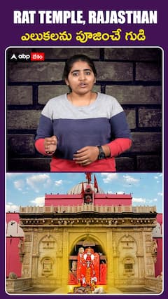 ఎలుకలను పూజించే గుడి