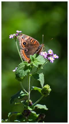 घर में कैसे उगा सकते हैं मेथी?