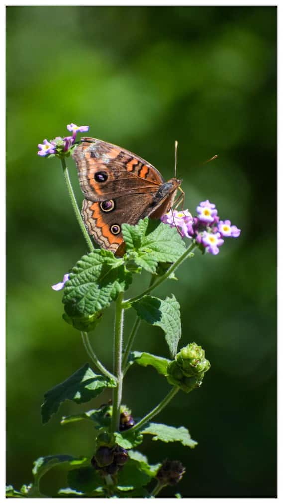 మెంతి కూరను ఇంట్లో ఇలా పెంచేయండి