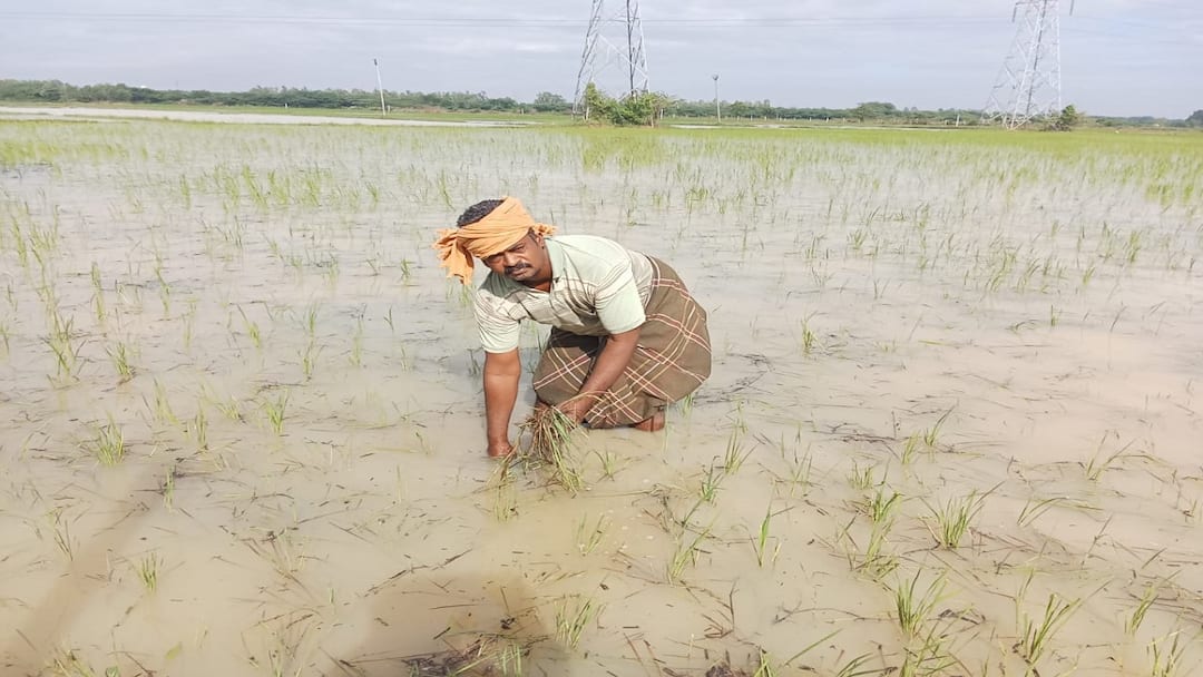 தஞ்சை மாவட்டத்தில் மழையால் ஒரே நாளில் 80 வீடுகள் இடிந்து விழுந்தன