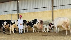Dairy Owners: ਡੇਅਰੀ ਫਾਰਮ ਮਾਲਕਾਂ ਦੀ ਵਧੀ ਚਿੰਤਾ, ਜਾਣੋ ਕਿਉਂ ਦਿੱਤਾ ਗਿਆ ਅਲਟੀਮੇਟਮ ? ਨਾ ਮੰਨਣ ਤੇ...