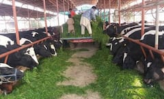 Dairy Owners: ਡੇਅਰੀ ਫਾਰਮ ਮਾਲਕਾਂ ਦੀ ਵਧੀ ਚਿੰਤਾ, ਜਾਣੋ ਕਿਉਂ ਦਿੱਤਾ ਗਿਆ ਅਲਟੀਮੇਟਮ ? ਨਾ ਮੰਨਣ ਤੇ...