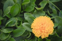 गेंदे के फूलों को घर पर उगायें, सजावट के साथ कीटों का भी करें नाश जानें आसान टिप्स