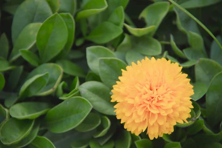 गेंदा धूप का फूल है इसे ऐसी जगह रखें जहां 4 से 5 घंटे की धूप जरूर मिलती रहे चाहे बालकनी हो या टेरेस गार्डन बस जगह खुली और हल्की हवा वाली होनी चाहिए.