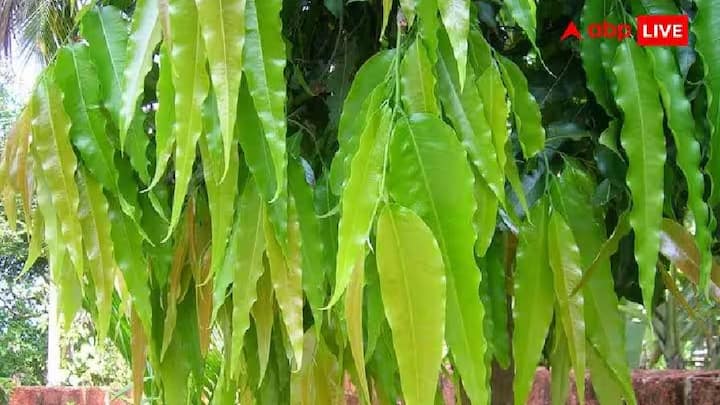 આસોપાલવ: જો તમારા ઘરમાં અથવા નજીકમાં કોઈ આસોપાલવનું વૃક્ષ હોય તો સવારે તેના દર્શન અવશ્ય કરો. પુરાણમાં આસોપાલવ વૃક્ષનું વર્ણન એક શુભ વૃક્ષ તરીકે કરવામાં આવ્યું છે. એવું માનવામાં આવે છે કે જ્યાં આસોપાલવ વૃક્ષ હોય છે, ત્યાં બધા કાર્યો અવરોધો વગર પૂર્ણ થાય છે.