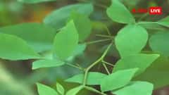 Morning Vastu Tips: સવારે ઉઠતા જ જો આ 4 વૃક્ષોના કરી લેશો દર્શન, તો તમામ દુખો થઈ જશે દૂર