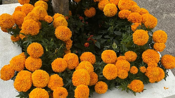 गेंदे की माला, हैंगिंग बास्केट, गमले और गार्डन बॉर्डर जहां भी लगाए, जगह खूबसूरत दिखने लगती है पूजा, त्योहार और रोज़मर्रा सजावट हर जगह यह फूल परफेक्ट माना जाता है