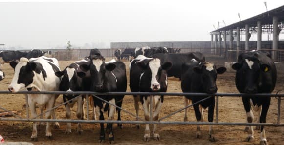 ਇੰਝ ਪੈਦਾ ਹੁੰਦੀਆਂ ਰੁਕਾਵਟਾਂ  ਉਪਰੋਕਤ ਤੋਂ ਇਲਾਵਾ, ਮੀਟਿੰਗ ਵਿੱਚ ਕਈ ਸੀਨੀਅਰ ਅਧਿਕਾਰੀ ਮੌਜੂਦ ਸਨ, ਜਿਨ੍ਹਾਂ ਵਿੱਚ ਰਜਿੰਦਰ ਚੋਪੜਾ, ਸੁਪਰਵਾਈਜ਼ਰ ਆਫ਼ ਇੰਜੀਨੀਅਰਿੰਗ, ਜਤਿੰਦਰਪਾਲ ਸਿੰਘ, ਸੁਪਰਵਾਈਜ਼ਰ ਆਫ਼ ਇੰਜੀਨੀਅਰਿੰਗ, ਸੁਰਜੀਤ ਸਿੰਘ ਚੀਮਾ, ਸਕੱਤਰ, ਨਾਰਾਇਣ ਦਾਸ, ਕਾਰਪੋਰੇਸ਼ਨ ਇੰਜੀਨੀਅਰ, ਦਰਪਨ ਕੁਮਾਰ, ਸੁਪਰਡੈਂਟ ਆਫ਼ ਲੈਂਡ ਬ੍ਰਾਂਚ, ਅਤੇ ਰਿਸ਼ਭ ਗੁਪਤਾ, ਸੈਨੇਟਰੀ ਇੰਸਪੈਕਟਰ ਸ਼ਾਮਲ ਸਨ। ਵਿਧਾਇਕ ਕੋਹਲੀ, ਮੇਅਰ ਕੁੰਦਨ ਗੋਗੀਆ ਅਤੇ ਕਮਿਸ਼ਨਰ ਪਰਮਜੀਤ ਸਿੰਘ ਨੇ ਸਾਂਝੇ ਤੌਰ 'ਤੇ ਕਿਹਾ ਕਿ ਡੇਅਰੀਆਂ ਤੋਂ ਗੋਬਰ, ਸੀਵਰੇਜ ਅਤੇ ਹੋਰ ਰਹਿੰਦ-ਖੂੰਹਦ ਸਿੱਧੇ ਸੀਵਰੇਜ ਲਾਈਨਾਂ ਵਿੱਚ ਛੱਡਿਆ ਜਾਂਦਾ ਹੈ, ਜਿਸ ਕਾਰਨ ਅਕਸਰ ਰੁਕਾਵਟਾਂ ਪੈਦਾ ਹੁੰਦੀਆਂ ਹਨ।