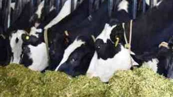 Punjab News: ਪੰਜਾਬ 'ਚ ਡੇਅਰੀ ਮਾਲਕਾਂ ਨੂੰ ਝਟਕਾ, 25 ਦਸੰਬਰ ਤੱਕ ਦਾ ਮਿਲਿਆ ਅਲਟੀਮੇਟਮ; ਨਾ ਮੰਨਣ 'ਤੇ ਹੋਏਗੀ ਕਾਨੂੰਨੀ ਕਾਰਵਾਈ...