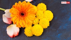 गेंदे के फूलों को घर पर उगायें, सजावट के साथ कीटों का भी करें नाश जानें आसान टिप्स