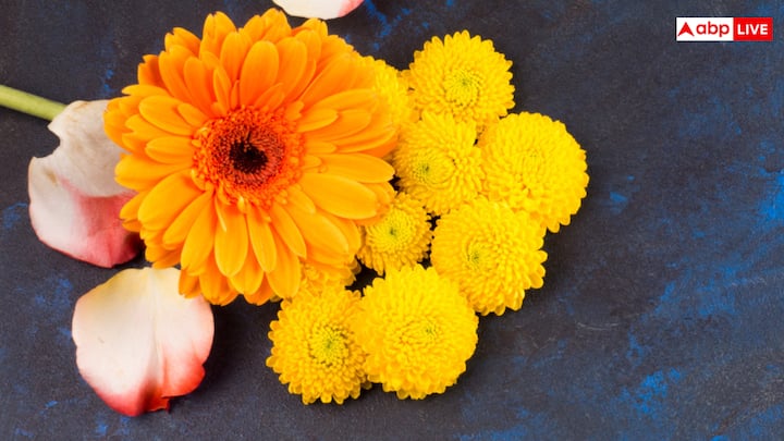 गेंदा एक ऐसा फूल है जो आपके घर की सजाने के साथ कीट पतंगों को भी दूर करने का गुण भी रखता है जानें कैसे आसान उपायों से आप घर पर उगा सकतें हैं ...