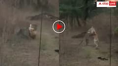 'डोगश भाई का जलवा है' तेंदुए से भिड़ा कुत्ता फिर खेला WWE वाला दांव- उल्टे पैर भागा जंगली दरिंदा