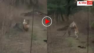 'डोगश भाई का जलवा है' तेंदुए से भिड़ा कुत्ता फिर खेला WWE वाला दांव- उल्टे पैर भागा जंगली दरिंदा- वीडियो वायरल