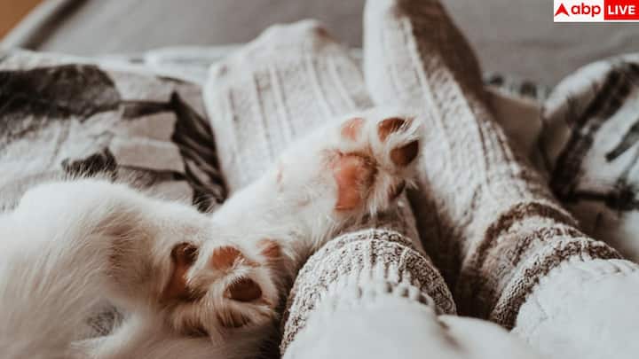 फुटवियर भी बड़ी भूमिका निभाता है. सर्दियों में बंद और सांस लेने वाले जूते पहनना एड़ियों को ठंडी, सूखी हवा से बचाता है. बहुत पतले या सख्त तलवे वाले जूते एड़ियों पर दबाव बढ़ाकर समस्या को और खराब कर देते हैं.