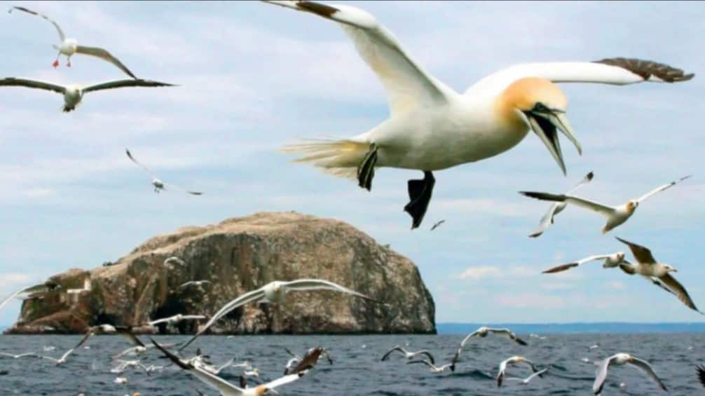 Explained: सूरज-सितारों को रहबर बनाकर, हजारों किलोमीटर का सफर कैसे तय करते प्रवासी पक्षी, आखिर भारत ही ठिकाना क्यों?