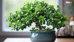 Feng Shui: सुख-समृद्धि के लिए क्रासुला पौधा क्यों है खास? जानें सही दिशा और विधि