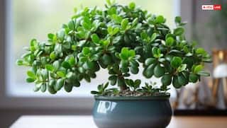 క్రాసులా మొక్క మనీ ప్లాంట్ కన్నా ప్రత్యేకమైనదా? దీన్ని ఏ దిశలో ఉంచితే సంపద పెరుగుతుందో తెలుసా!