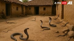 ਭਾਰਤ ਦੇ ਇਸ ਪਿੰਡ 'ਚ ਸੱਪਾਂ ਨਾਲ ਖੇਡਦੇ ਬੱਚੇ, ਹਰ ਘਰ 'ਚ ਦੇਖਣ ਨੂੰ ਮਿਲਣਗੇ ਸੱਪ