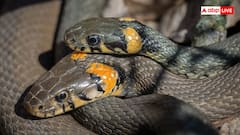 Snake Village India: भारत के इस गांव में सांपों के साथ खेलते हैं बच्चे, हर घर में देखने को मिलेंगे खतरनाक सांप