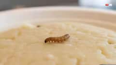 Bengaluru News: फिर विवादों में रामेश्वरम कैफे, खाने में कीड़ा मिलने पर ऑनर के खिलाफ FIR दर्ज