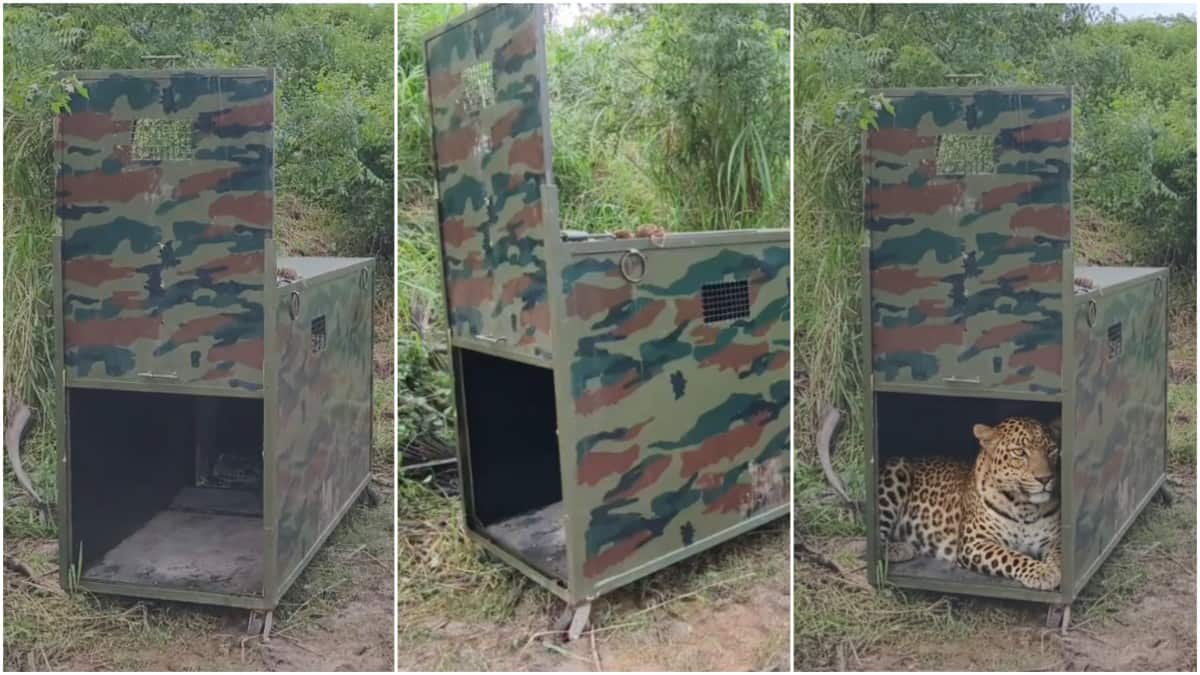 பயம் வேண்டாம்... கவனம் தேவை! விழுப்புரத்தில் சிறுத்தை நடமாட்டம்: வனத்துறையினர் எச்சரிக்கை !