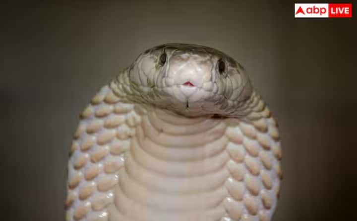 ਸੱਪਾਂ ਨੂੰ ਸੰਭਾਲਣ ਦਾ ਗਿਆਨ ਪੀੜ੍ਹੀ ਦਰ ਪੀੜ੍ਹੀ ਚਲਦਾ ਆਇਆ ਹੈ। ਬੱਚੇ ਆਪਣੇ ਮਾਪਿਆਂ ਤੋਂ ਸਿੱਖਦੇ ਹਨ ਕਿ ਸੱਪਾਂ ਕੋਲ ਕਿਵੇਂ ਜਾਣਾ ਹੈ ਅਤੇ ਉਨ੍ਹਾਂ ਨੂੰ ਕਿਵੇਂ ਸੰਭਾਲਣਾ ਹੈ।