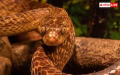 ਭਾਰਤ ਦੇ ਇਸ ਪਿੰਡ 'ਚ ਸੱਪਾਂ ਨਾਲ ਖੇਡਦੇ ਬੱਚੇ, ਹਰ ਘਰ 'ਚ ਦੇਖਣ ਨੂੰ ਮਿਲਣਗੇ ਸੱਪ