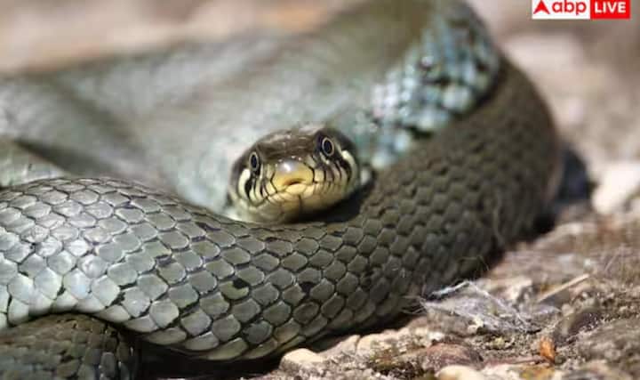 ਇਸ ਪਿੰਡ ਦੀ ਵਿਲੱਖਣ ਜੀਵਨ ਸ਼ੈਲੀ ਭਾਰਤ ਭਰ ਦੇ ਸੈਲਾਨੀਆਂ, ਖੋਜਕਰਤਾਵਾਂ ਅਤੇ ਸੱਪ ਮਾਹਿਰਾਂ ਨੂੰ ਆਕਰਸ਼ਿਤ ਕਰਦੀ ਹੈ। ਬਹੁਤ ਸਾਰੇ ਯਾਤਰੀਆਂ ਲਈ ਇਹ ਪਿੰਡ ਸਾਹਸ ਅਤੇ ਵਿਰਾਸਤ ਦਾ ਇੱਕ ਵਿਲੱਖਣ ਮਿਸ਼ਰਣ ਹੈ।