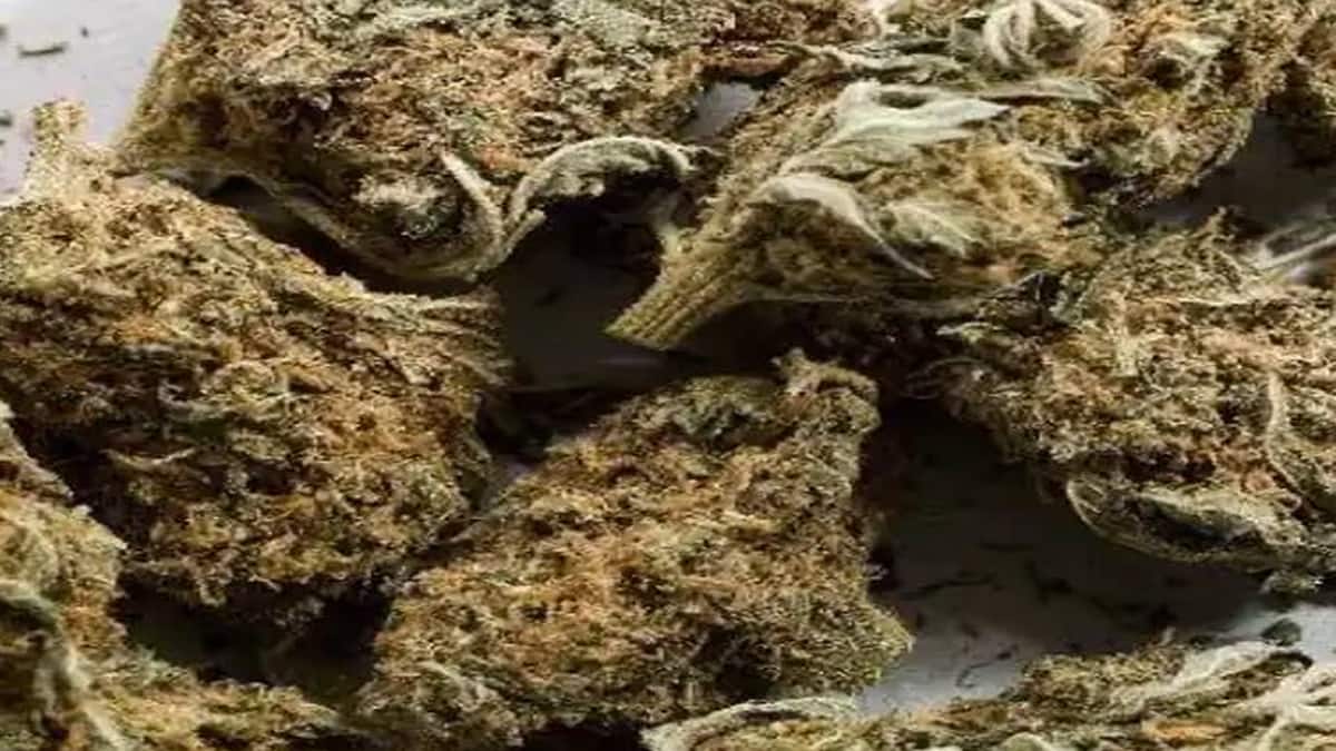 கம்பத்தில் 57 கிலோ கஞ்சா பறிமுதல்: கேரள இளைஞர்கள் கைது! போதை வலையில் சிக்கியதா கம்பம்?