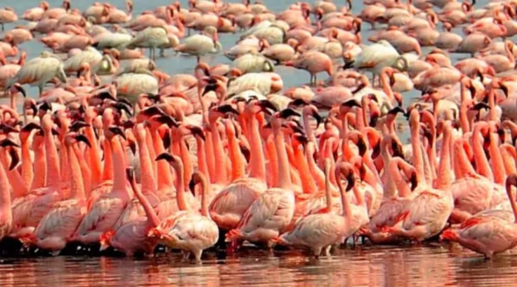 Explained: सूरज-सितारों को रहबर बनाकर, हजारों किलोमीटर का सफर कैसे तय करते प्रवासी पक्षी, आखिर भारत ही ठिकाना क्यों?