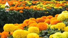 Agriculture: দেখতে সুন্দর, বাতাসে সুগন্ধ ছড়ায়, আবার কীটপতঙ্গও তাড়ায়, গাঁদা ফুলের গুণাবলী প্রচুর