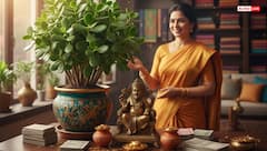 Feng Shui: सुख-समृद्धि के लिए क्रासुला पौधा क्यों है खास? जानें सही दिशा और विधि