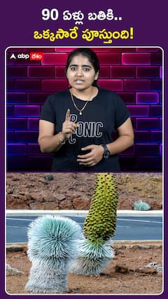 90 ఏళ్లు బతికి..  ఒక్కసారే పూస్తుంది!