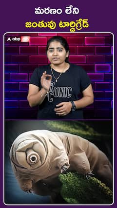 మరణం లేని జంతువు టార్డిగ్రేడ్