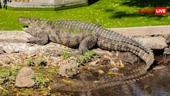 क्या कभी बूढ़े नहीं होते मगरमच्छ और हमेशा रहते हैं जिंदा, जानें क्या है इनके अमर होने का राज?