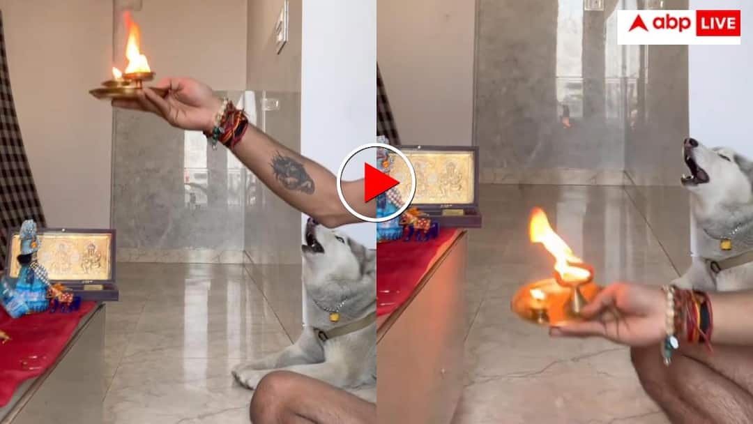 Husky dog ​​seen performing Karpurgaur Aarti with its owner video goes viral on internet Video: मंदिर में हुई कर्पूरगौरं आरती तो कुत्ता भी करने लगा पाठ, यूजर्स ने सनातन धर्म से जोड़ा कनेक्शन