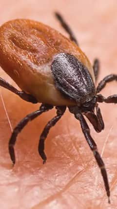 scrub typhus - ఈ పురుగు  మనల్ని చంపక ముందే ఇలా  చంపేద్దాం !