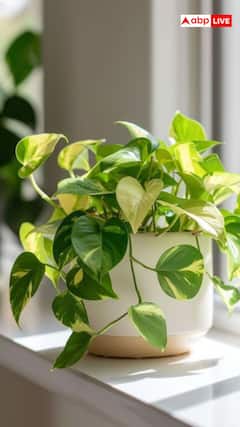 मनी प्लांट लगाने का शुभ दिन क्या है?