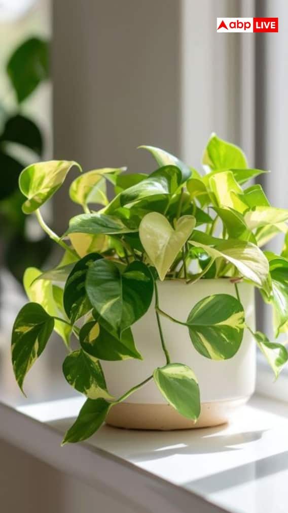 मनी प्लांट लगाने का शुभ दिन क्या है?