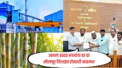 कोल्हापुरात उसाला 3500 रुपयांचा दर मिळतो मग सोलापुरातच 2800 का? शेतकरी आक्रमक, 8 तारखेपासून आमरण उपोषण 