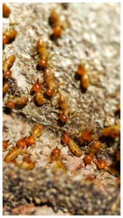 घर के अंदर हो गई दीमक तो कैसे भगाएं?