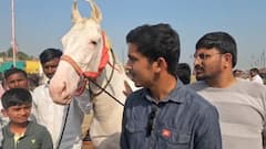 सारंगखेड्याच्या घोडेबाजारात 2500 अश्वांची एंट्री; आमदारपुत्राने 11 लाखांना खरेदी केला पांढरा घोडा