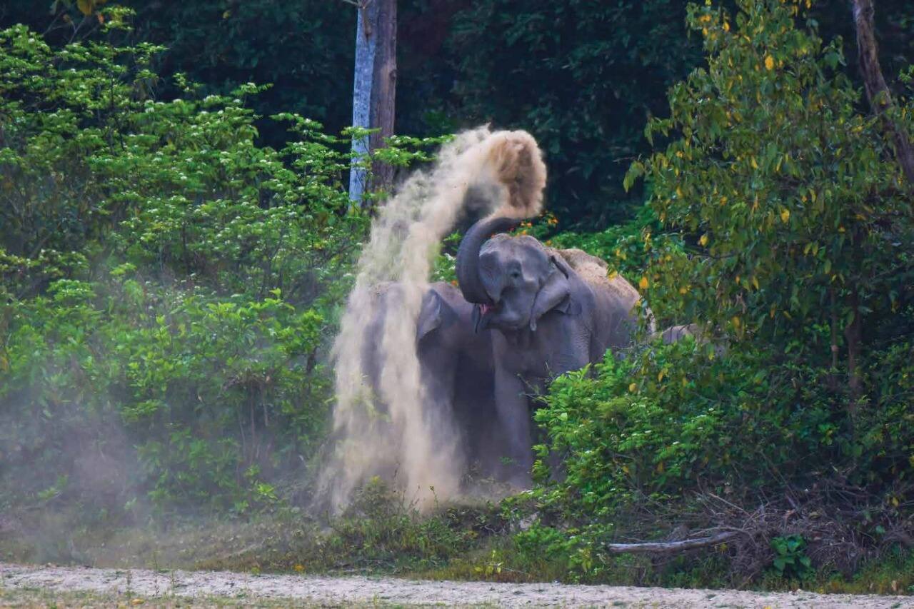 UP’s Terai Wildlife Numbers Surge Past 1.45 Lakh After ₹161-Crore Eco-Tourism Push