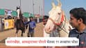सारंगखेड्याच्या घोडेबाजारात 2500 अश्वांची एंट्री; आमदारपुत्राने 11 लाखांना खरेदी केला पांढरा घोडा